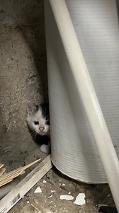 14K views · 742 reactions | Kitten season means nonstop rescues—and...