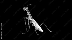 3D mantis rotates on black bg. Insect Mantis. Wild animals concept. Protection of the environment. Zoo concept. For title, text, presentation. Object made of shimmering particles. 3d animation 60 FPS