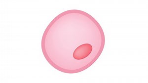 Oxidative Stress Cell Graphic Animation Free Stock Footage Video (100% Royalty-free) 1051169986 | Shutterstock