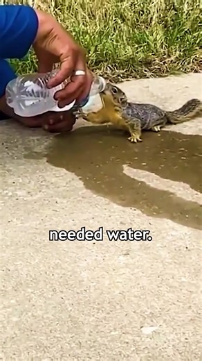 Animals That Asked People For Help & Kindness ! #fyp #animals #caughtoncamera #reallifehero #wildanimals #rescue #heartwarming #epicversity