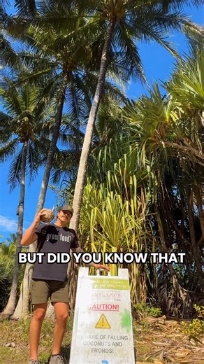 Coconuts might be delicious but be careful when you are walking under this tree 🥥 Fallen coconuts actually injure more people per year than sharks, so you’ve got to stay alert when you’re around them That’s why we like growing dwarf coconut varieties that are easier and safer to harvest Before hurricane season, you’ll even see cities cutting the coconuts off to prevent damage Today we’re at Fruit and Spice Park in Homestead, just south of Miami, surrounded by tropical fruit trees It’s about 40 