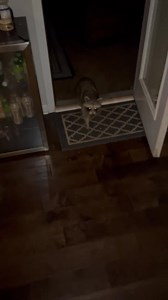 Relentless!!! 😂😂😂🦝🦝🦝 #raccoons | Matthew Wilson