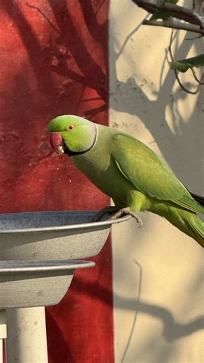 Daily Visits from Colorful Wild Parrots