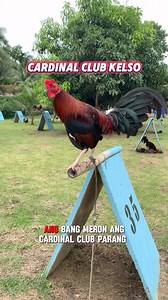 99K views · 1.9K reactions | Cardinal Club Kelso #gamefowltips #gamefowlbreeder #animallover #reelsviralシ | Manok Ni Ege | Facebook