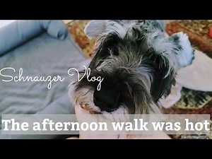 暑い梅雨の散歩後。けふの日常。【miniature schnauzer】【犬vlog】【vlog】#1053