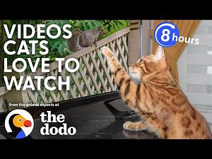 Dodo Cat TV 🐱 8+ Hours of Bird & Squirrel Window Watch for Curious Cats