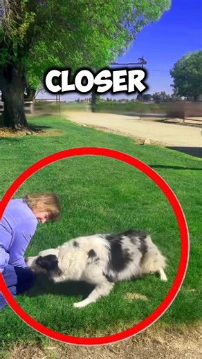 He didn't Recognize Her at First #reunion #dog