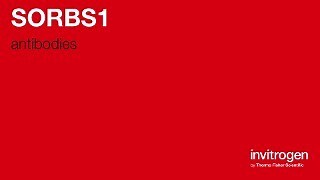 Anti-SORBS1 Antibodies | Invitrogen