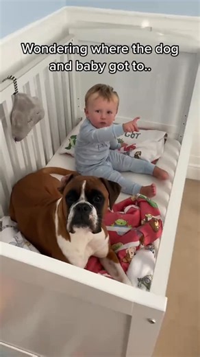 R K | ♥️Thanks for 10M ♥️When a dog becomes a family member…😍✨🔥🔥🙌#viral #reels #kids #funeithdogs #doglovers #trending | Instagram