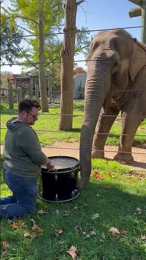 Adorable Elephant Learns to Play the Drums! #Elephants #Shorts