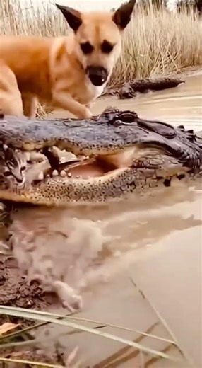 Cat Escapes Alligator by Inches