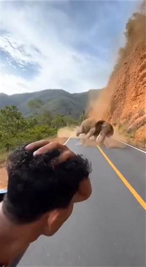 Elephant Falls Off Cliff Onto Road in Terrifying Viral Moment!