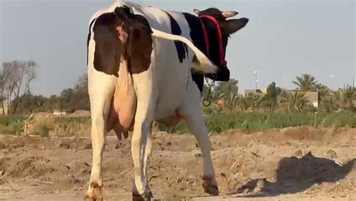 33K views · 274 reactions | ماشاء الله ❤️ #بجر هولشتاين ام ثاني بطن متعهده كافة شروط الجني وراهه بجر هولشتاين صاحبة ماعون وشطر خير من الله خشانيه فوول المكان السماوع الرميثه رقم الموبايل 07814118094 بي واتساب سوق المواشي في العراق | سوق المواشي في العراق | Facebook