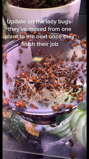 Where to Place Ladybugs for Natural Pest Control