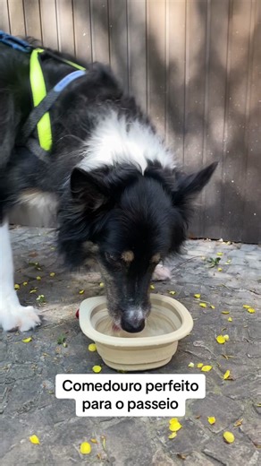 Comedouro Go.Bowl da Zee.Dog: Conforto e Praticidade