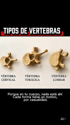 339K views · 7.1K reactions | Las vértebras no son iguales 領✨ Cada una cumple una función distinta: las cervicales dan movimiento, las torácicas protegen y las lumbares soportan el peso del cuerpo. Unidas, forman la base de tu vida.  #ColumnaVertebral #AnatomíaHumana #MedicinaEnEspañol #Salud #AprendeDeSalud #Spine #Anatomy #MedicalEducation #CuerpoHumano | Aprende de salud , learn about health | Facebook