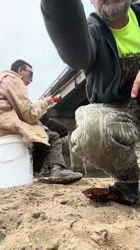 Catching shiners for catfish bait #shorts #viral #trending #youtubeshorts #how #howto #ytshorts #yt