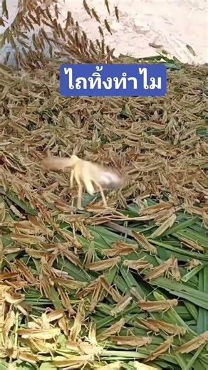 ตั๊กแตนปาทังก้า เลี้ยงด้วยใบอ้อยได้ผลจริงกินดีโตเร็วสร้างรายได้กันค่ะ #ตั๊กแตน