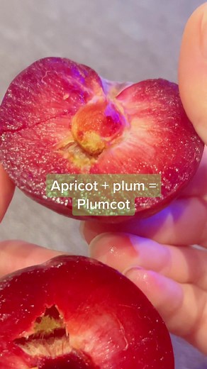 Growing Plumcots: The Sweet Apricot-Plum Hybrid