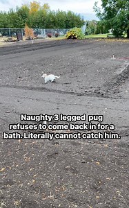 Chunky little guy is fast as lightning. #speedracer #pugs #farmlife #naughtydog | All About Walter