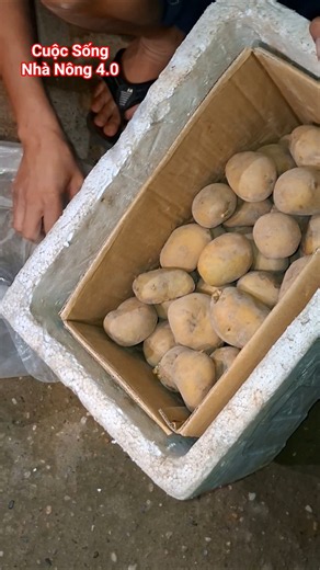 Never store potatoes in a container. #Potato #StorageTips