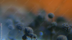 Black Mold taken from rotten bread , under a microscope. Colony of mold with spores on a bread crust. Allergy, poisoning, fungus. Abstract texture of a white mold colony. Close up. Closeup.4K UHD