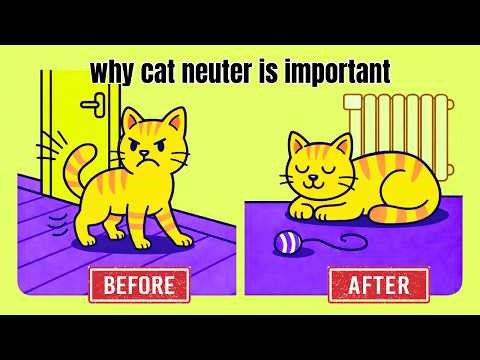 Why Neutering Your Cat Changes Their Personality