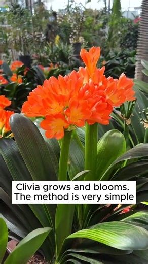4.8K views · 39 reactions | Good tips for growing clivia #garden #gardening #plants #planting #planthacks #gardenhacks #gardeningmakemehappy #gardeningtips #gardeningideas #gardeninspiration #gardenlove | Garden Tips | Facebook