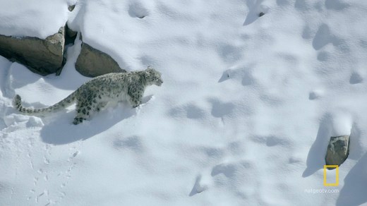While many animals face starvation and frostbite during the snowy season, winter can be a blessing for a hungry snow leopard. Tune into the premiere of Hostile Planet tomorrow at 9/8c. | National Geographic TV