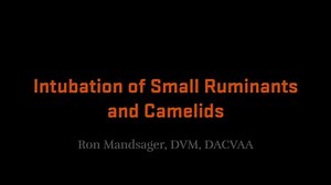 Intubation of Small Ruminants and Camelids