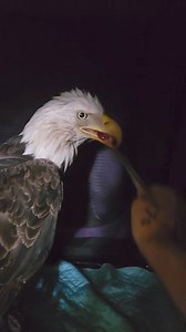 Eagle Update : Who we decided to name Napoleon😊🥰😊. | Pocono Wildlife Rehabilitation and Education Center