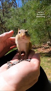 3.5K views · 243 reactions | Petting my little chipmunk friend!️ #squirrelwhisperer #chipmunks #handfeeding #chipmunkcheeks #aww #cute #socute #sosweet #adorable #cutenessoverload #cuteanimals #wildanimals #wildlife #nature #squirrellove #squirrellife #animallover #backyardwildlife #connectwithnature #melgsbackyard #melgsbackyardsquirreling | Melanie Getchell | Facebook