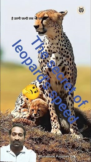 The Science Behind Leopard Speed: 100 mph in Just Minutes