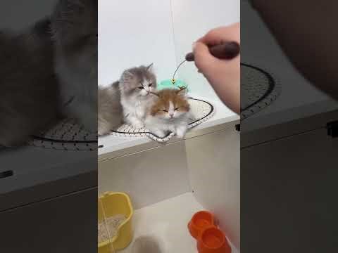 Adorable Kitten at Pet Store – Watch Full Livestream for Setup Tips & Breed Showcase!