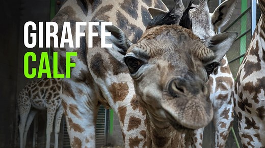 An endangered Rothschild’s giraffe was born at Belfast Zoo on Sunday 24 July 2022. Proud mum, Casey, laboured for two hours and gave birth naturally at 2.30pm, inside the giraffe house, which was closed to the public to provide privacy for bonding. Zookeepers report that the male calf is doing well and that Casey is doing a great job. Casey is a second time mum, after giving birth to Ballyronan in May 2020. Belfast Zoo traditionally names giraffes after places beginning with “Bally”. The male Ro