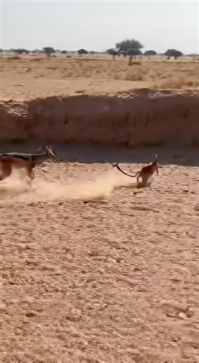 Bro forgot how to jump at the worst time 💀 #shorts #animals