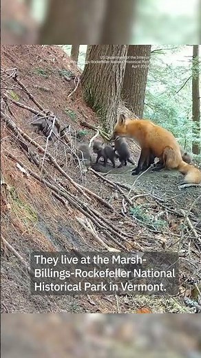 Watch: Adorable Red Fox Kits Explore The Outdoors