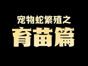 宠物蛇繁殖之！育苗篇！小蛇苗出壳以后原来只需要这样做就可以～#宠物蛇繁殖 #爬宠 #猪鼻