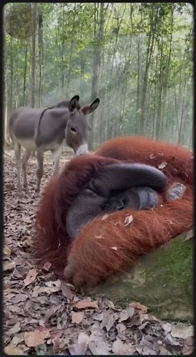 Orangutan disturbed by donkey - RARE FUNNY WILD #animalsvideo #WildlifeFunny