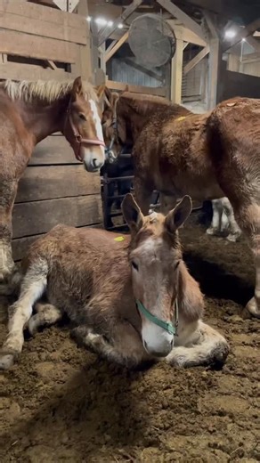 Colby’s Crew Rescue: Allison Smith on Instagram: "URGENT: TRIGGER WARNING ‼️ ⚠️ INJURED MULE 😞 Watch the video and see her struggle to rise 😢 Horse rescue doesn’t stop just because it’s Christmas. With bad weather forecasted tomorrow (an ice storm), our shipper and resident hero Joe is traveling up to save lives today. The injured draft and this mule desperately need our help! This mule is down constantly and she struggles to rise. Her joints have been wrecked from a lifetime of plowing in the