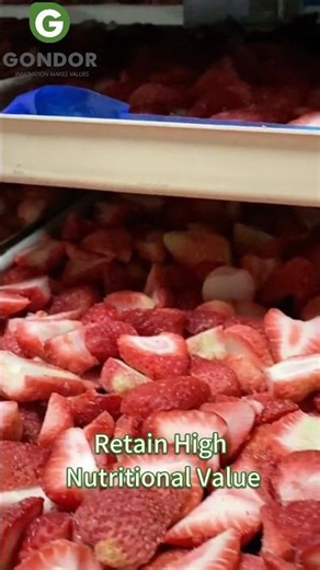 🍓Industrial Large-Capacity Vacuum Freeze Drying Machine for Food Factories#freezedryer #freezedried