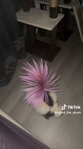 The Quirky Life of Skunks as Pets