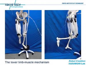 Limb muscle Mechanism Driven by Multifilament Pneumatic Muscle