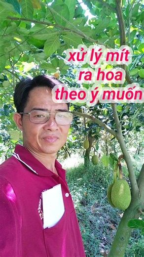 Cách Xử Lý Mít Thái Ra Hoa Theo Ý Muốn: Kỹ Thuật Đơn Giản