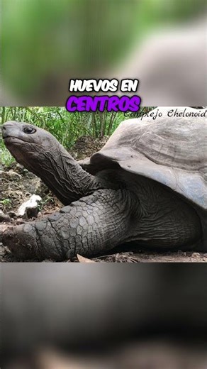 ¡Milagro en Galápagos! Tortugas gigantes al borde de la extinción. #shorts