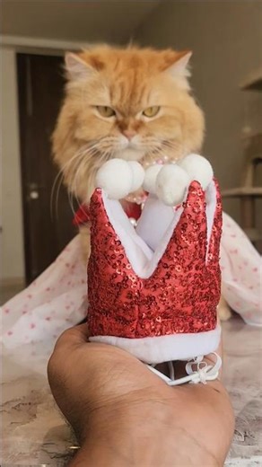 Duplicate King 🤴 😂 #funnycatvideos #catreaction #catvideos