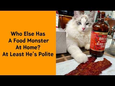 50 Ragdoll Cats Too Cute To Be Real