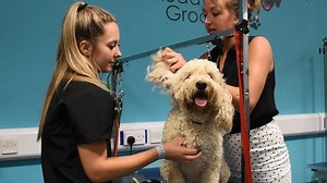 36 reactions · 16 shares | Are you looking to start a career in the dog grooming industry? Our next Level 2 Dog Grooming course starts on January 31st and there's limited places remaining. Learn how to prepare, bathe and and groom a variety of dog breeds as well as drying, trimming and styling techniques in this part-time adult course. Apply online: www.eastcoast.ac.uk/courses/dog-grooming-level-2 | East Coast College | Facebook