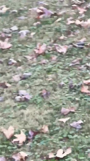 When your rabbit is as big as your dogs… | Didi Whitman Sparks