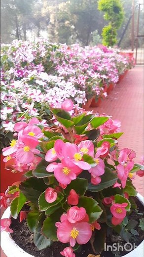 #wax Begonia care tips #how to grow and care Begonia flower #Begonia care tips #Begonia flower